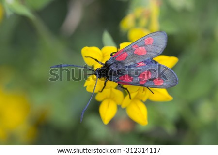 Five-spot Burnet Moth, (Zygaena trifolii), on Bird\'s-foot Trefoil, (Lotus corniculatus), Marazion Marsh RSPB Reserve, Cornwall, England, UK.