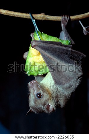 Japanese Fruit Bat