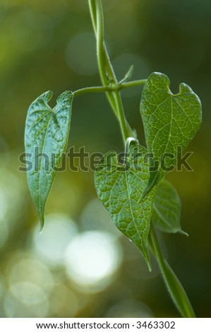 Close-up of the leaves on an ivy vine.