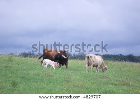 A longhorn bull, cow and calf standing in a pasture with a stormy sky in the background.