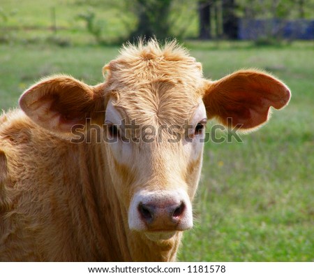 Portrait of a Calf Keywords: calf, cow, cattle, closeup, farm, ranch, country, rural, Texas
