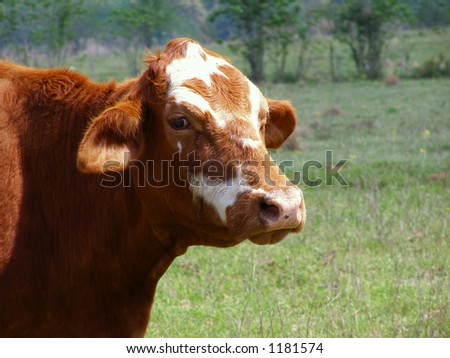 Wary Cow Keywords: cow, bull, cattle, farm, ranch, rural, country, Texas