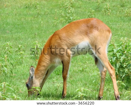 Deer Side View