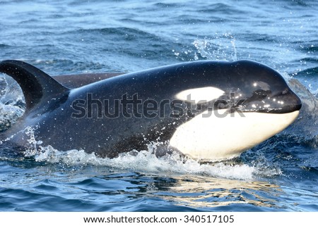 Southern Resident Killer Whale Calf Nova (J51) Surfaces near San Juan Island