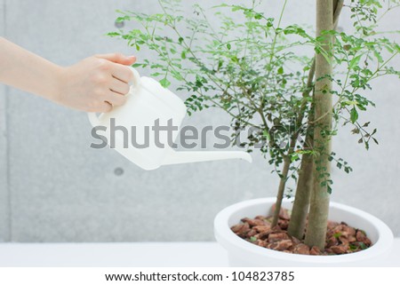 Female hand holding a water can and watering the plant