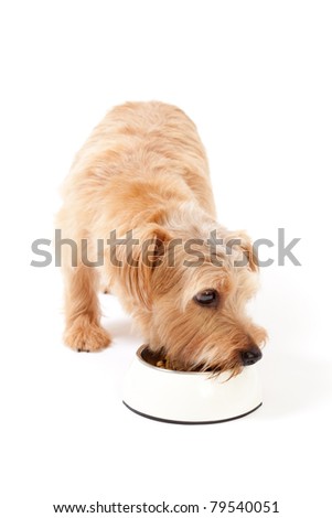 Eat Terrier