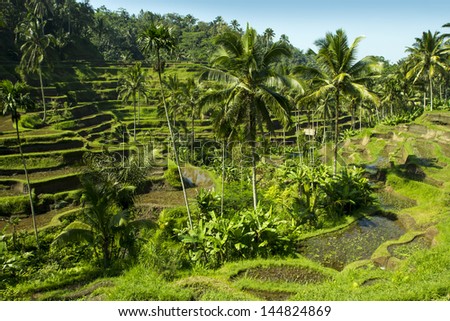 rice field between palm trees, Ubud Bali Indonesia