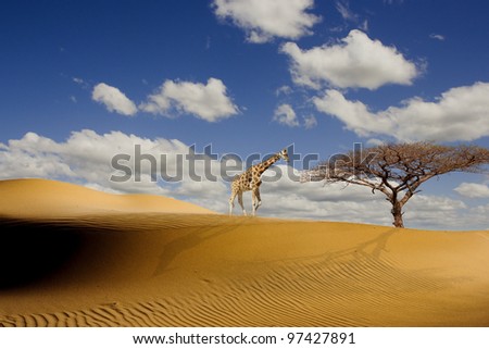 Giraffe walking towards an african tree in the african dessert