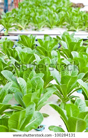 Hydroponics vegetable that no use any ground for plant