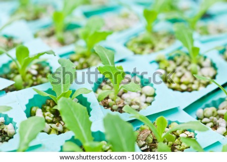 Hydroponics vegetable that no use any ground for plant