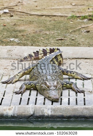 Wildlife animals - wild reptile crocodile mouth and teeth