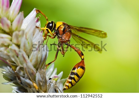 red back mud wasp feeding on a flower