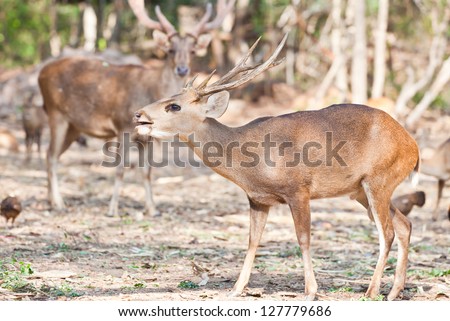Deer family in forest