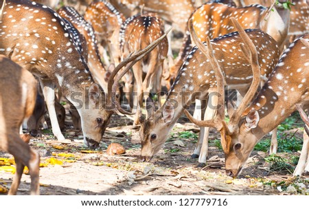 Deer family in forest