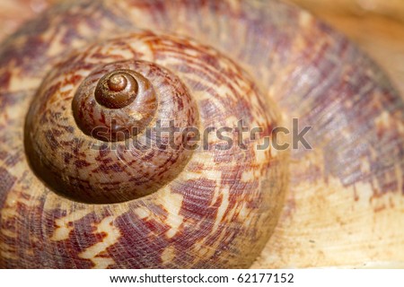 Garden Snail Shell