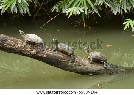 Three Turtles on a log