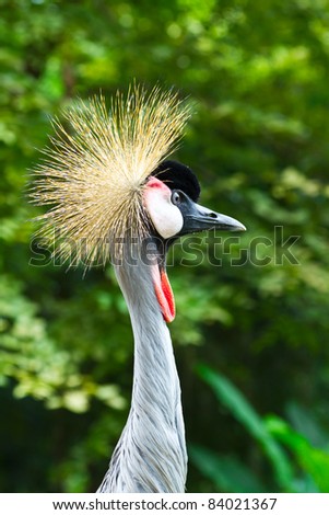 Beautiful crowned crane with blue eye and red wattle