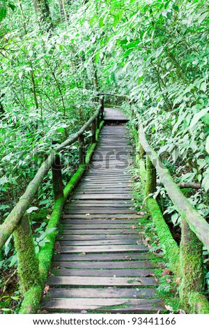 Forest trail(Wooden bridge covered with moss), Doi Inthanon national park, Thailand