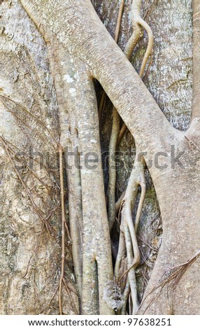 The strong roots of an old beech tree holding the ground