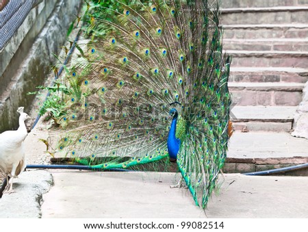 white female peacock in front of male peacock