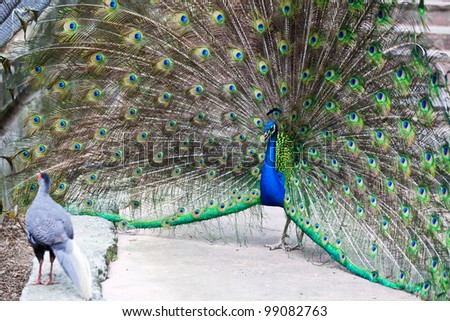 female peacock in front of male peacock