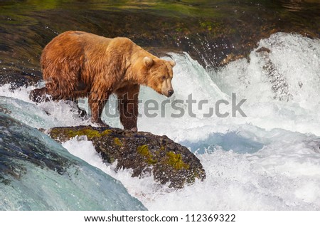 Bear In Alaska