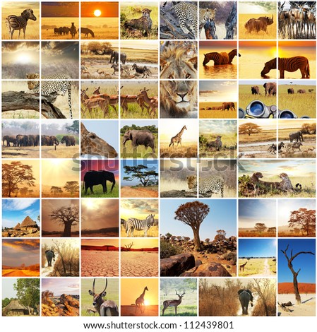 african safari collages african safari collages