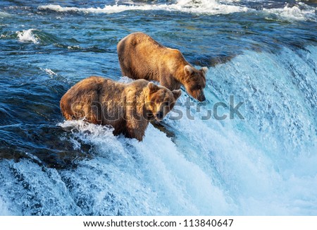Brown bear on Alaska Brown bear on Alaska