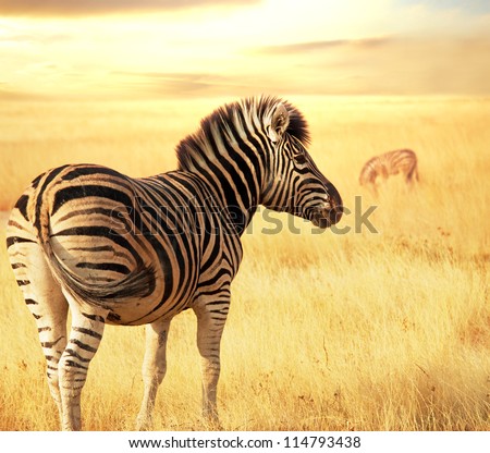 zebras at sunset zebras at sunset