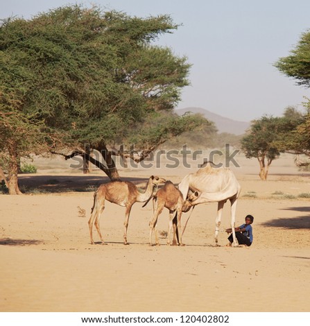 SUDAN - JANUARY 10: Sudanese boy leads camels in rural area near Nubian pyramids on January 10, 2010. Sudan remains one of the least developed countries in the world.