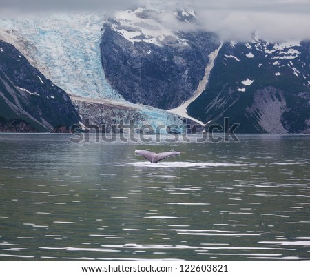 Humpaback Whale in  Alaska