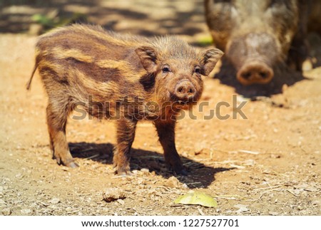 Beautiful little pig. Chinese New Year 2019. Zodiac Pig