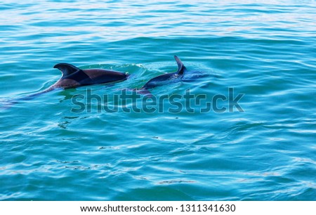 Dolphin in ocean, Argentina