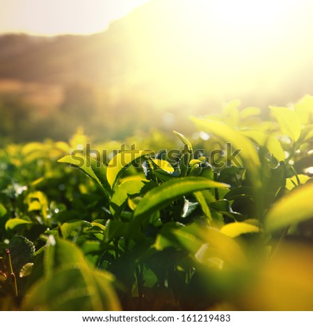 Tea plantation Tea plantation