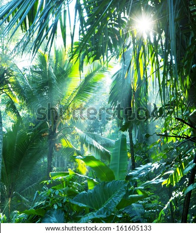 Jungle In Vietnam