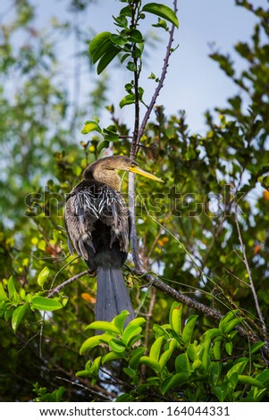 Cormorant bird ,Everglades NP,Florida