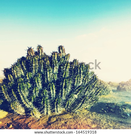 Cactus in Western Sahara