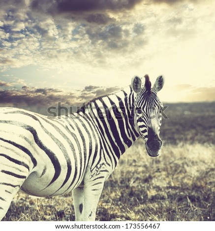 zebras at sunset zebras at sunset