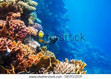 Coral reef in Red Sea,Egypt