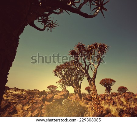 African tree