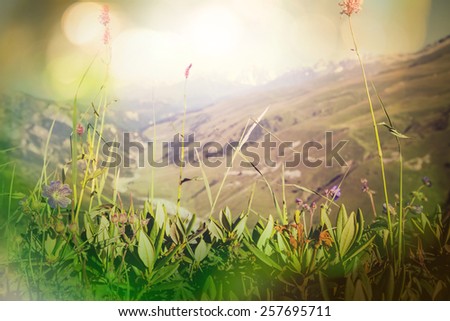 mountains meadow