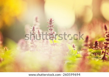 mint flowers