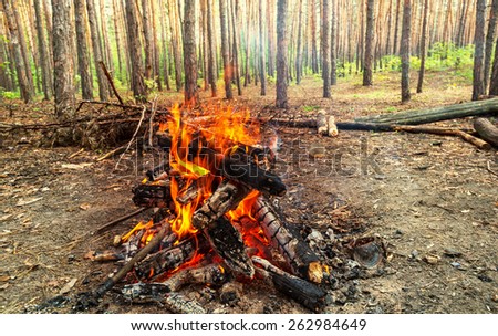 campfire in spring forest