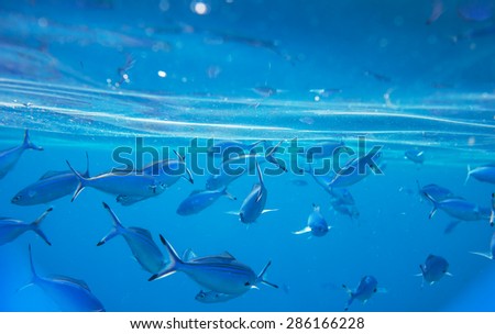 Coral fish in Red Sea, Egypt
