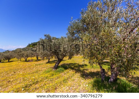 Olives trees in Greece