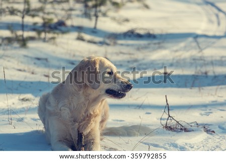 Dog in the winter forest