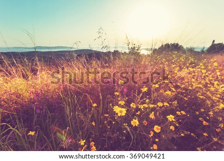Summer flowers on the  meadow