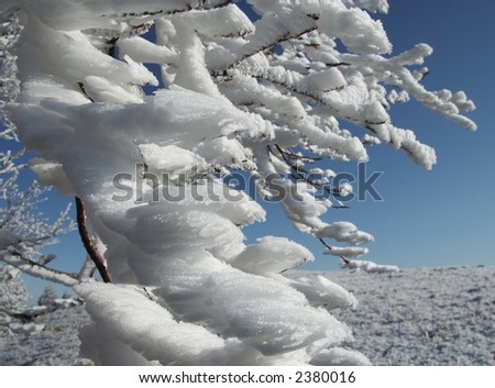 Frozen branch in winter forest