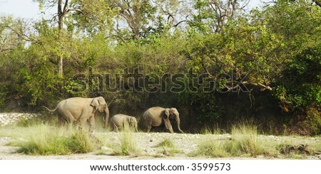 Three elephants going in  wild forest