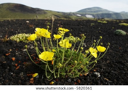 Yellow poppy in volcano desert
